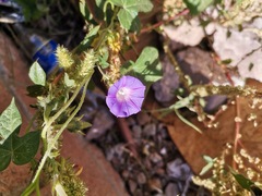 Ipomoea purpurea