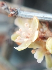 Muehlenbeckia ephedroides