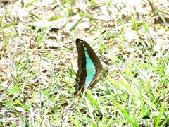 Graphium choredon