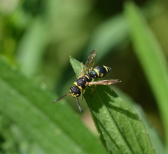 Parancistrocerus fulvipes