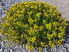 Senecio carnosulus