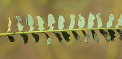 Sesbania vesicaria