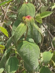 Miconia crenata