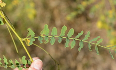 Sesbania vesicaria