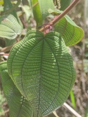 Miconia crenata