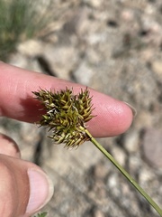 Carex straminiformis