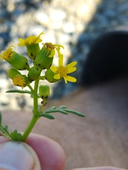 Senecio carnosulus