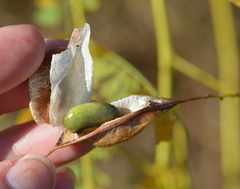 Sesbania vesicaria