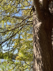 Taxodium