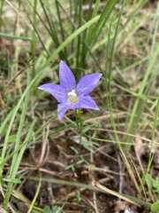 Wahlenbergia