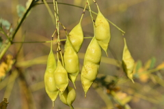 Sesbania vesicaria