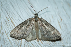 Arrayanaria arenosa