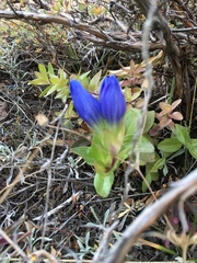 Gentiana affinis