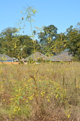 Sesbania vesicaria