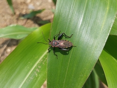 Piezogaster rubropictus