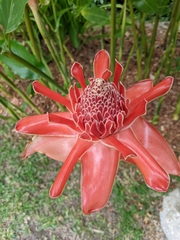 Etlingera elatior
