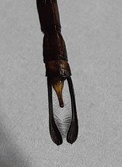 Gynacantha basiguttata