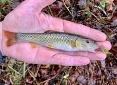 Nocomis leptocephalus