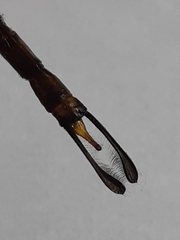 Gynacantha basiguttata