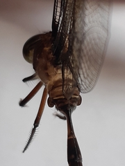 Gynacantha basiguttata