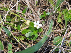 Bacopa