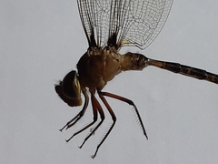 Gynacantha basiguttata