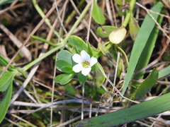 Bacopa