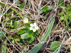 Bacopa