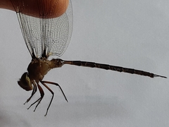 Gynacantha basiguttata