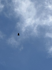 Spilornis cheela