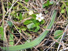 Bacopa