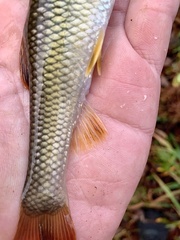 Nocomis leptocephalus