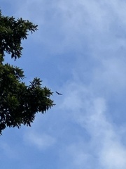 Spilornis cheela