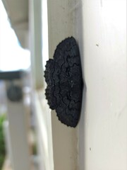 Melanodes anthracitaria