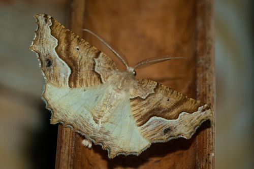 Maeandrogonaria