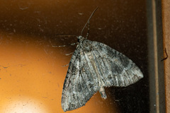 Arrayanaria arenosa
