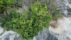 Baeckea imbricata