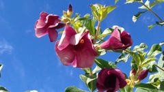 Allamanda blanchetii