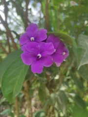 Brunfelsia