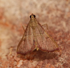 Endotricha mesenterialis