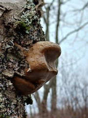 Phellinus nigricans