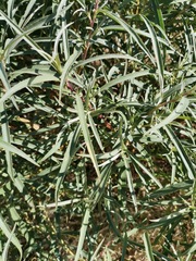 Barkleyanthus salicifolius