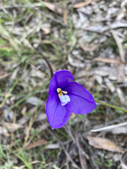 Patersonia occidentalis occidentalis