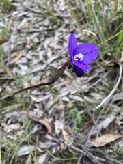 Patersonia occidentalis occidentalis