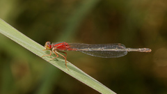 Xanthagrion erythroneurum