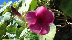 Allamanda blanchetii
