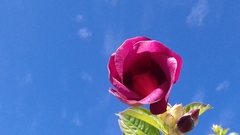 Allamanda blanchetii