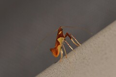 Caloptilia xanthopharella