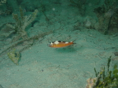 Serranus tabacarius