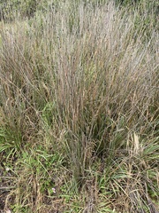 Juncus edgariae